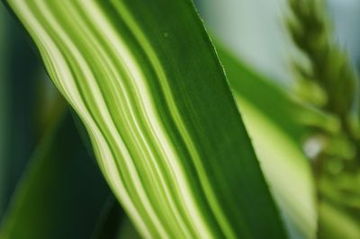 Close-up of green leaves