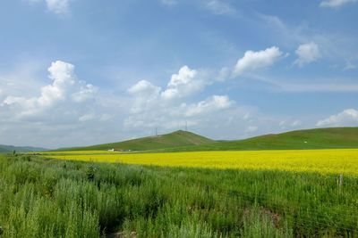 Scenic view of field against sky