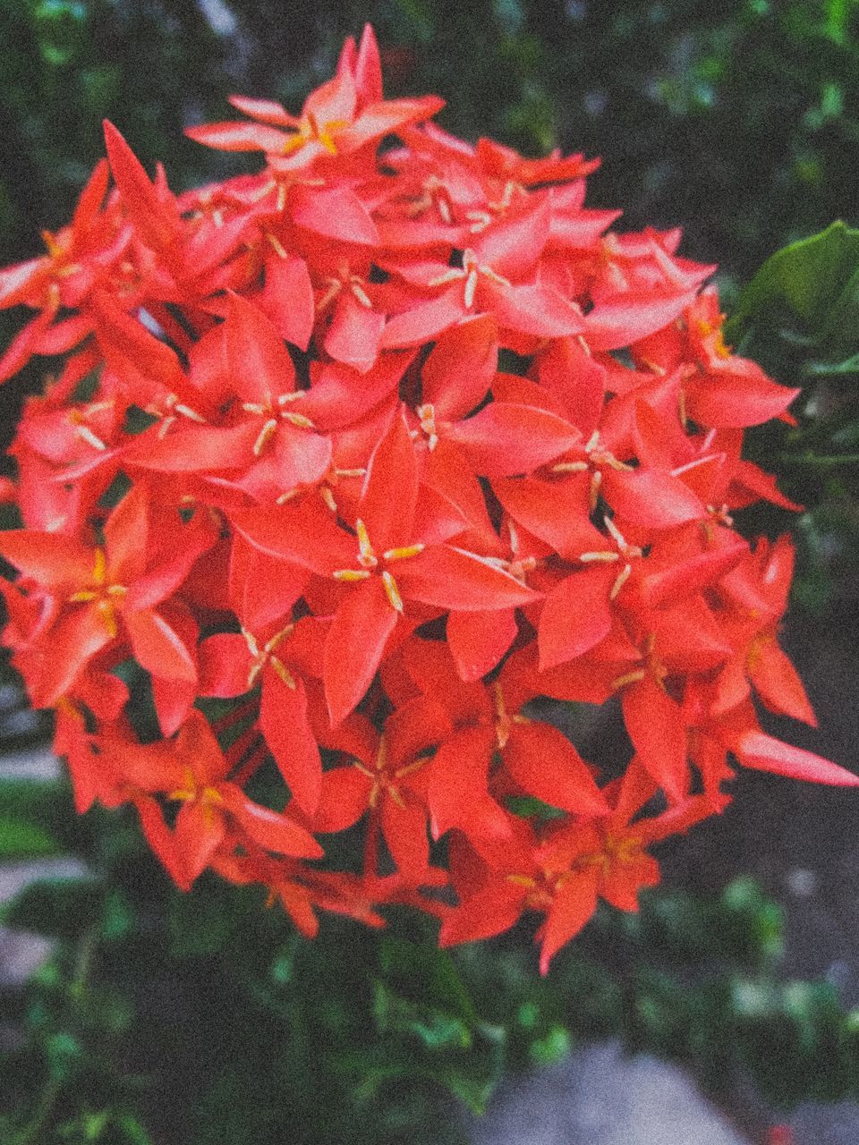 close-up, red, plant, petal, flowering plant, beauty in nature, flower, growth, fragility, inflorescence, day, freshness, vulnerability, flower head, focus on foreground, nature, no people, outdoors, selective focus, orange color