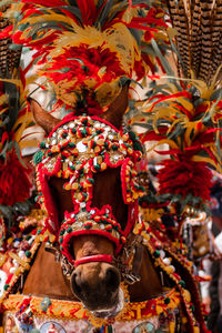 Horse, sicilian traditions