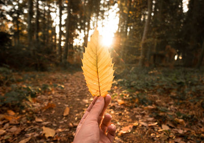 Midsection of person holding autumn leaves on land