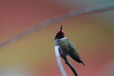 Bird perching on a branch