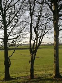 Bare tree on field against sky