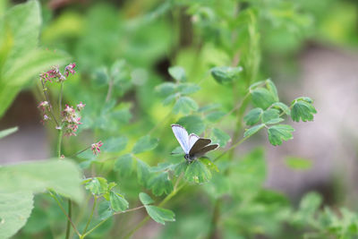 Close-up of butterfly on plant