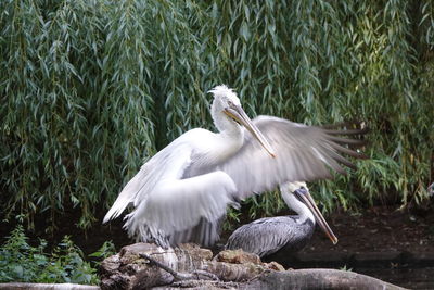 White and young bird is sitting in the nest