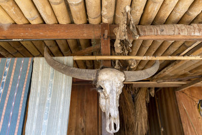 Low angle view of animal skull