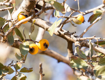 Low angle view of fruits on tree