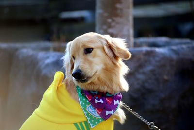 Close-up of hand holding dog