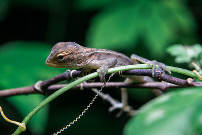 Close-up of lizard on branch