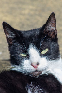 Close-up portrait of a cat