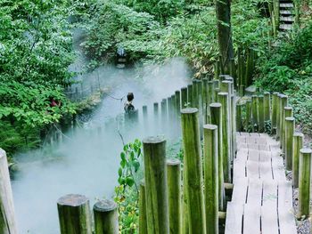 People standing by railing against trees