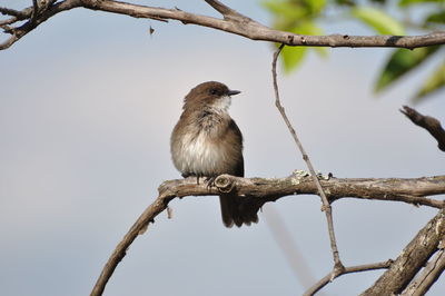 Low angle view of birds perching on branch