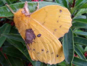 leaf