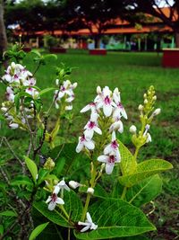 Close-up of fresh flowers blooming in park