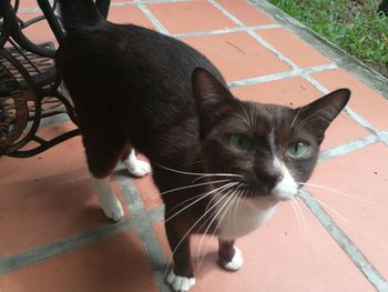 High angle view of cat outdoors