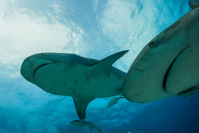 Low angle view of fish swimming in sea