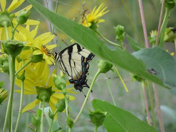 Close-up of butterfly on leaf