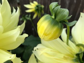 Close-up of yellow flowers