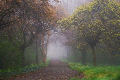 Road amidst trees in park during autumn