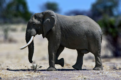 Side view of elephant on land