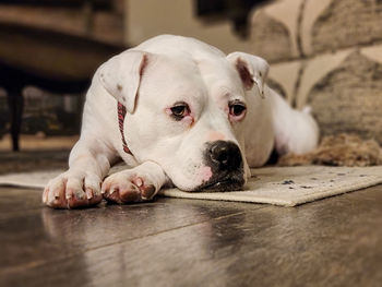 Close-up portrait of a dog resting