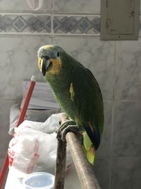 Close-up of parrot perching in cage