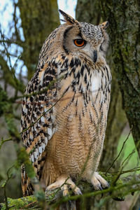 Close-up of owl perching on tree trunk