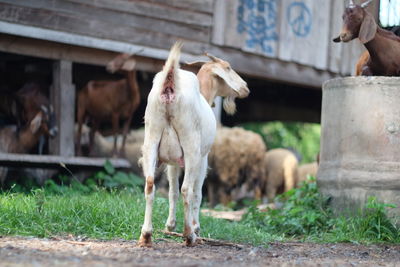 Close-up of goats at farm