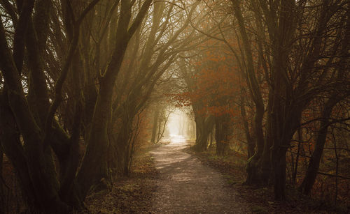 Road amidst trees in forest during autumn
