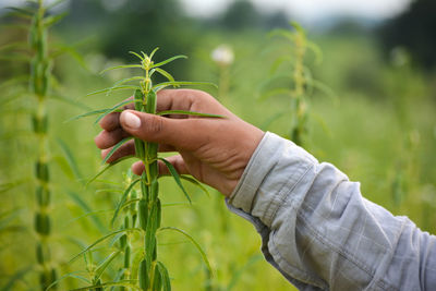 Close-up of hand holding plant