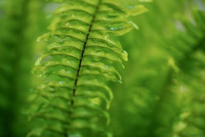 Close-up of wet leaves on plant during rainy season