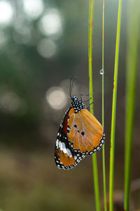 insect