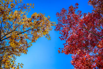 Low angle view of autumnal tree against blue sky