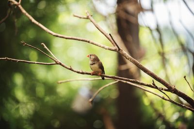 Bird perching on a branch