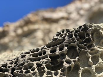Close-up of lizard on land