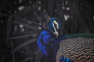 Close-up of peacock