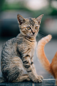 Close-up portrait of a cat