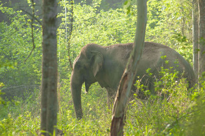 Elephant in a forest