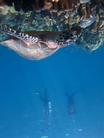 Fish swimming in sea