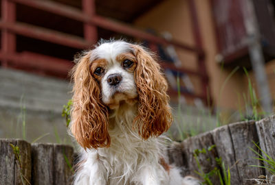 Adult cavalier king charmes sit in garden and looks into tteecamera