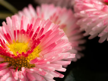 Close-up of pink daisy flower