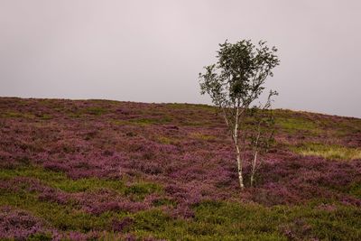 Plants growing on field
