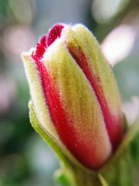 Close-up of red rose bud