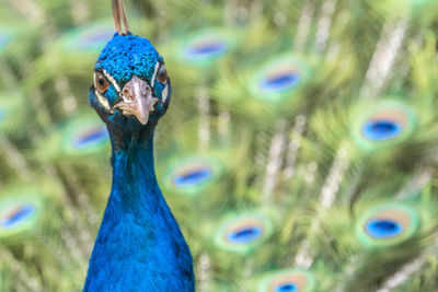 Close-up portrait of peacock