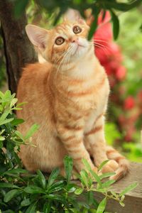 Portrait of a cat sitting outdoors