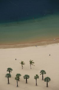 High angle view of coconut palm trees at beach