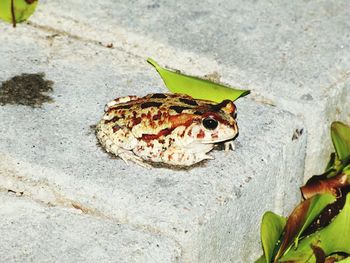 High angle view of insect on rock