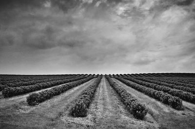 Surface level of agricultural field against cloudy sky