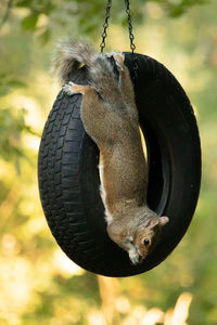 Close-up of squirrel