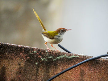 Close-up of bird perching on railing